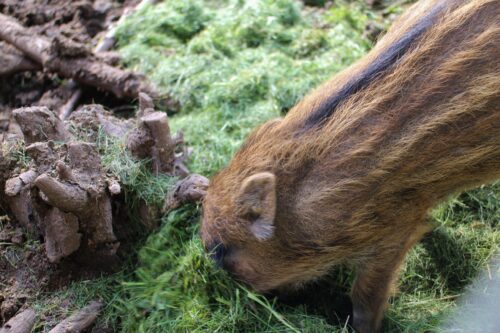 Frischlingswildschwein frisst Gras am Waldboden