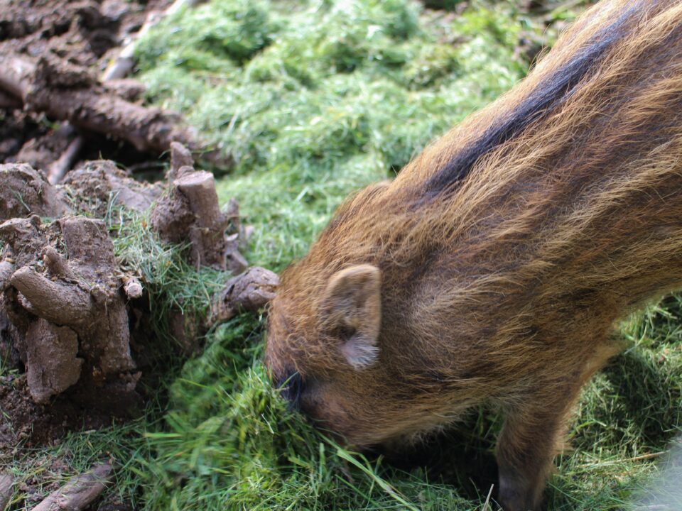 Frischlingswildschwein frisst Gras am Waldboden