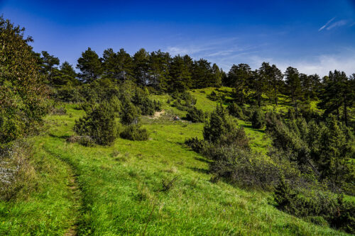 Landschaft in der bayerischen Toskana mit Wiese und Bäumen